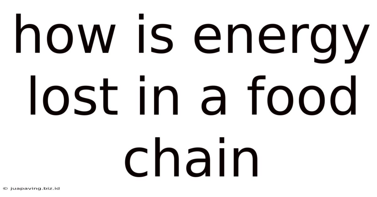 How Is Energy Lost In A Food Chain