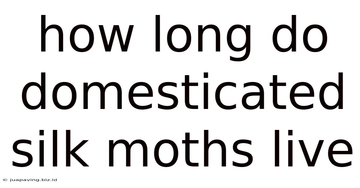How Long Do Domesticated Silk Moths Live