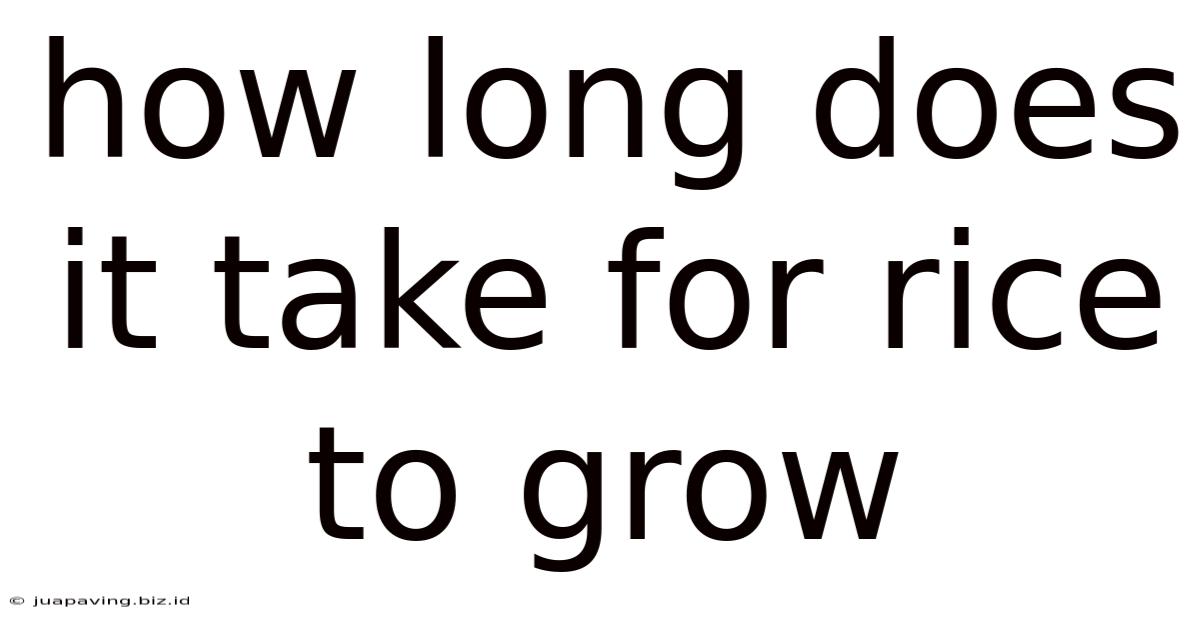 How Long Does It Take For Rice To Grow