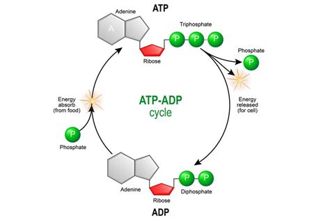 How Many Atp Molecules Are Produced In Electron Transport Chain