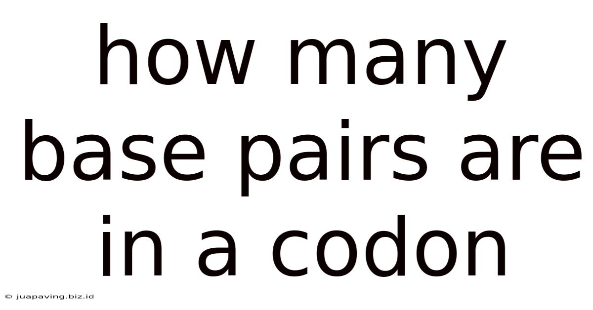 How Many Base Pairs Are In A Codon