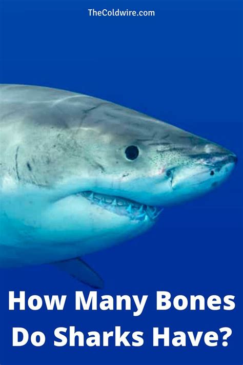 How Many Bones A Shark Have