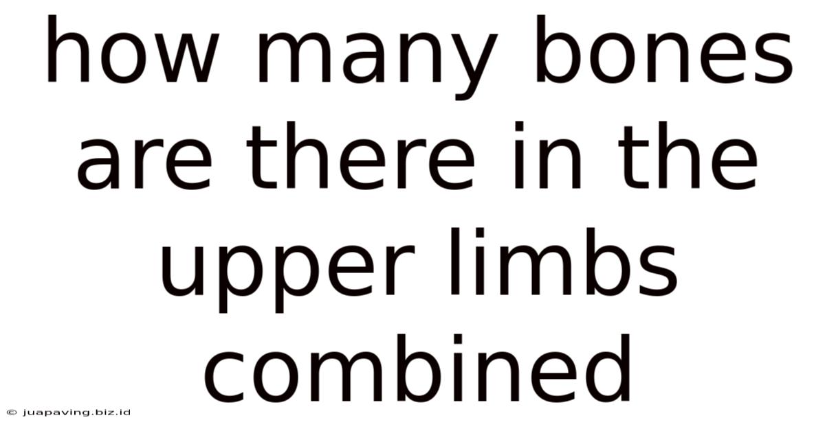 How Many Bones Are There In The Upper Limbs Combined