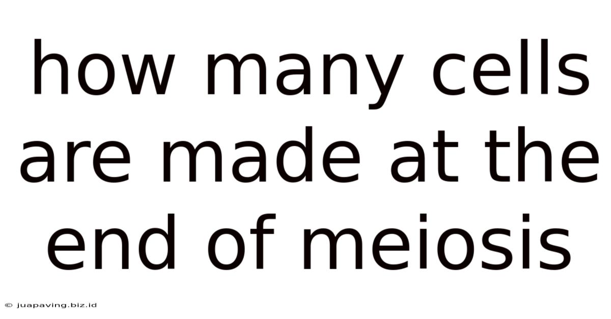 How Many Cells Are Made At The End Of Meiosis
