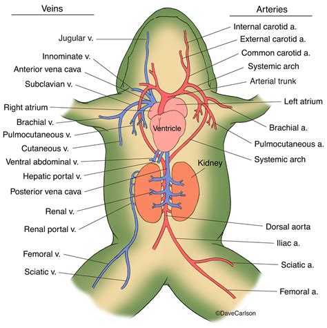 How Many Chambers Are In A Frog's Heart