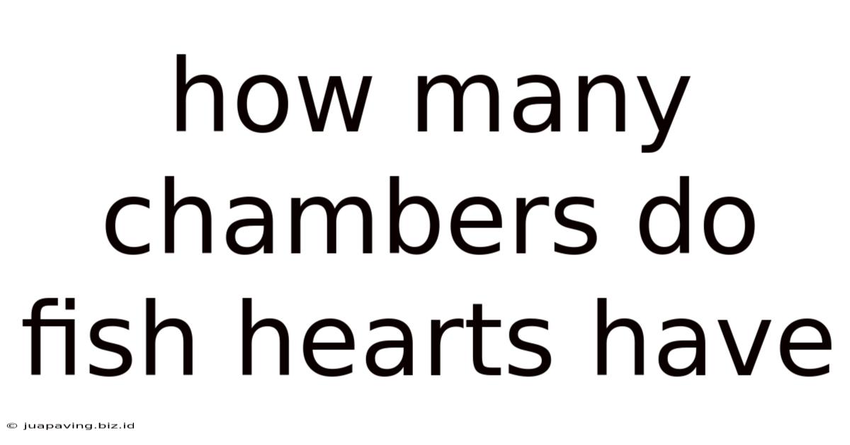 How Many Chambers Do Fish Hearts Have