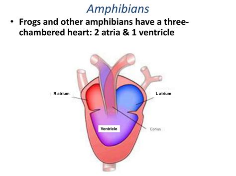 How Many Chambers Does The Frog Heart Have