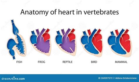 How Many Chambers In A Frog Heart