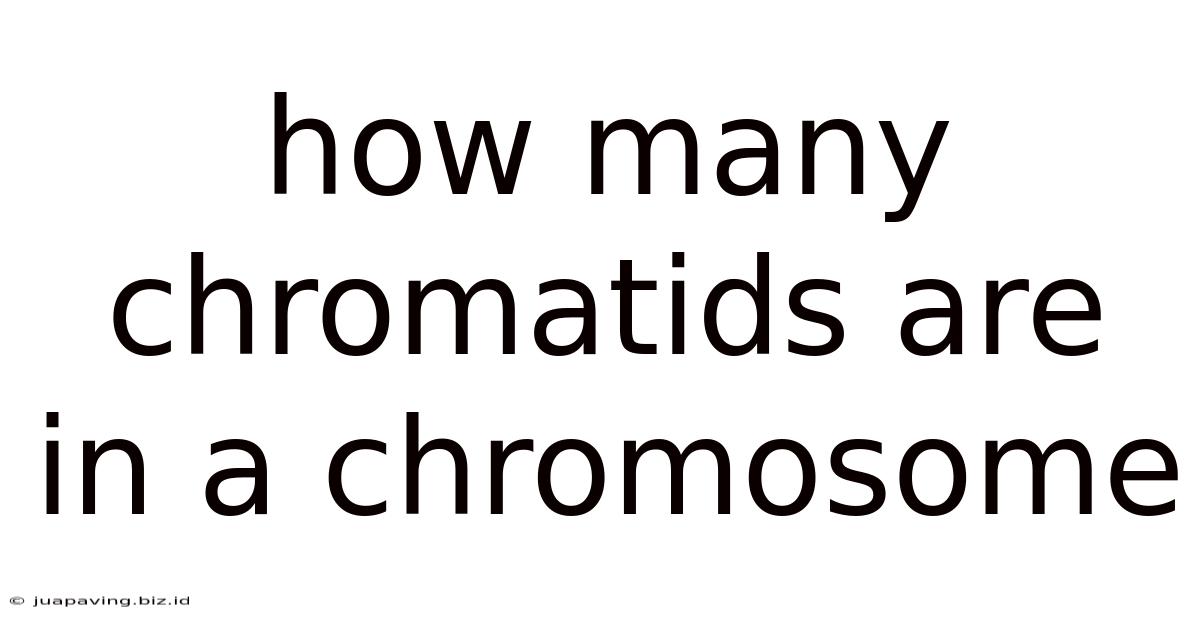 How Many Chromatids Are In A Chromosome