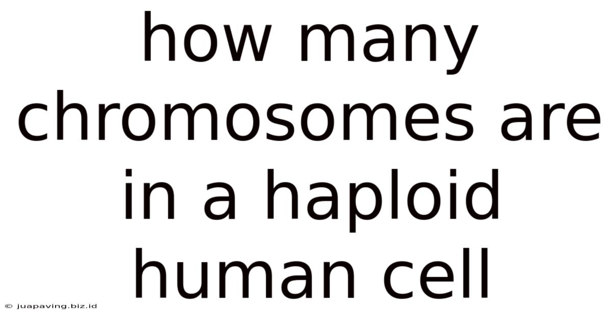 How Many Chromosomes Are In A Haploid Human Cell