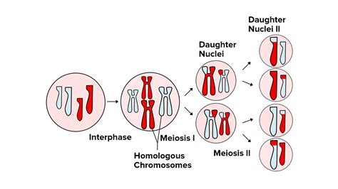 How Many Chromosomes Are In Daughter Cells Produced By Meiosis