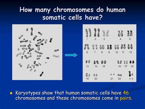 How Many Chromosomes Are In Somatic Cells Of Human