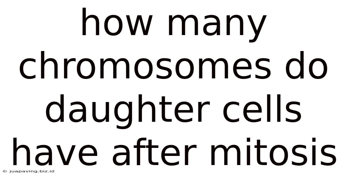 How Many Chromosomes Do Daughter Cells Have After Mitosis