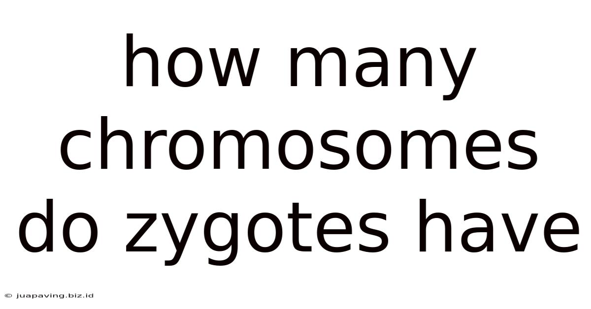 How Many Chromosomes Do Zygotes Have