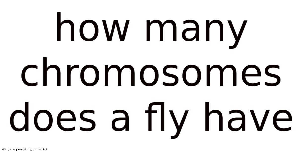 How Many Chromosomes Does A Fly Have