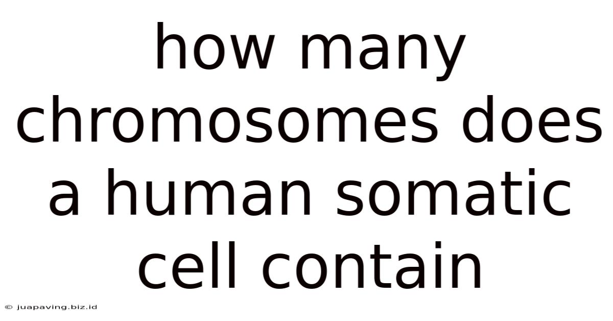 How Many Chromosomes Does A Human Somatic Cell Contain