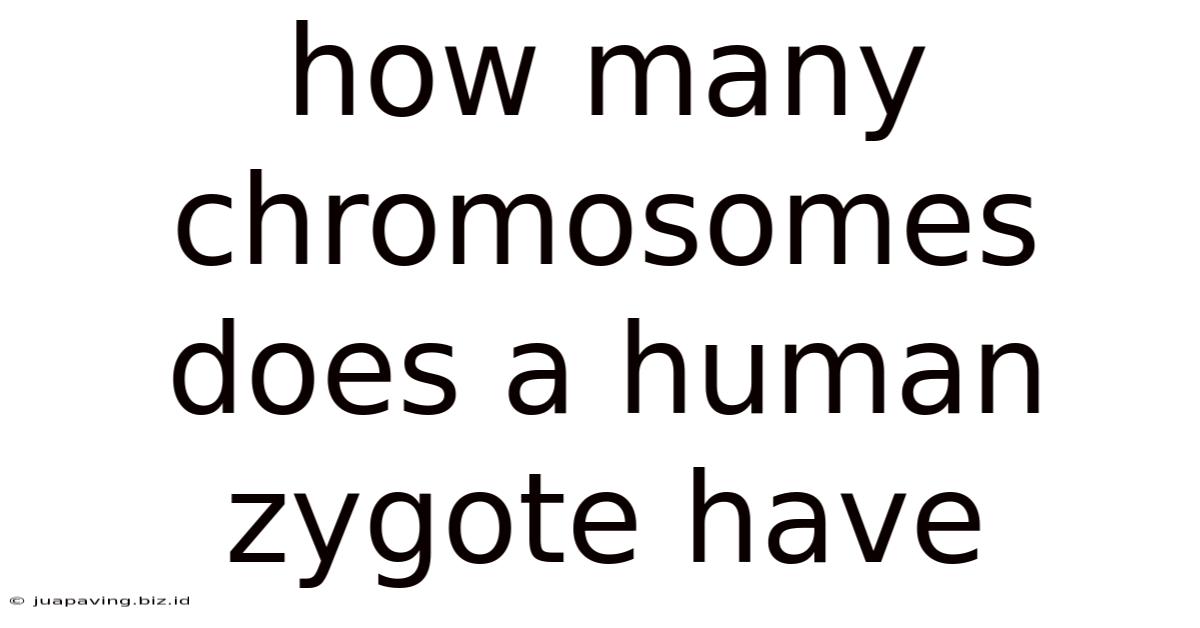 How Many Chromosomes Does A Human Zygote Have
