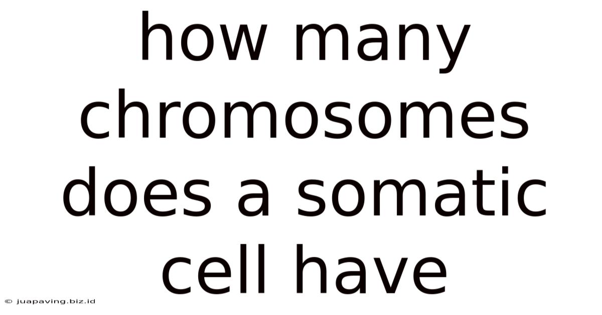 How Many Chromosomes Does A Somatic Cell Have