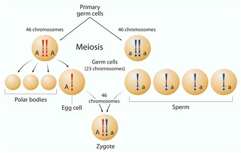 How Many Chromosomes Does A Zygote Have