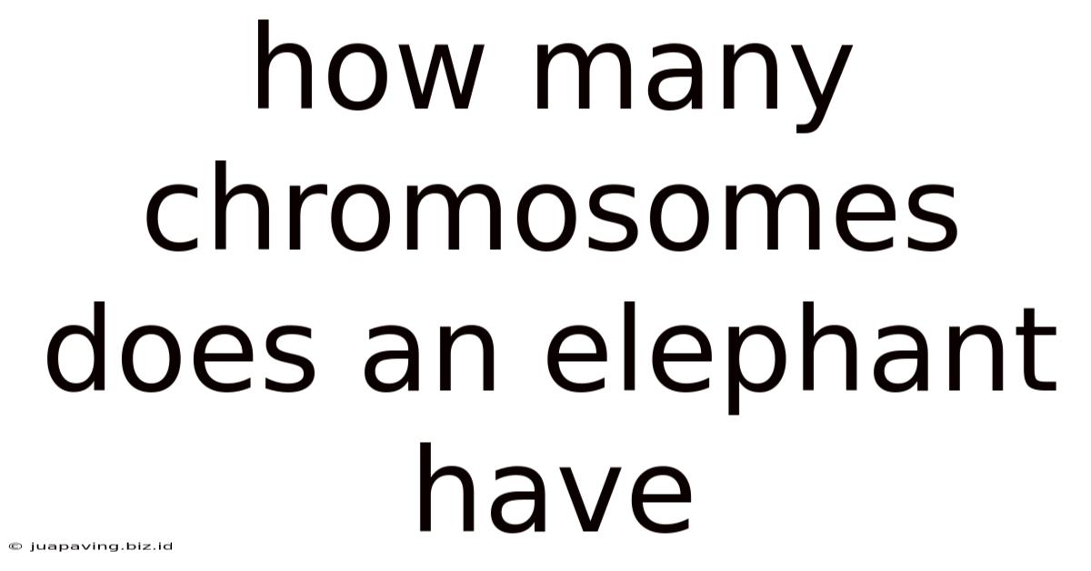 How Many Chromosomes Does An Elephant Have