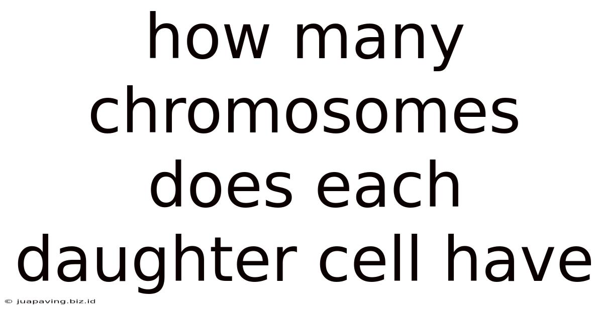 How Many Chromosomes Does Each Daughter Cell Have