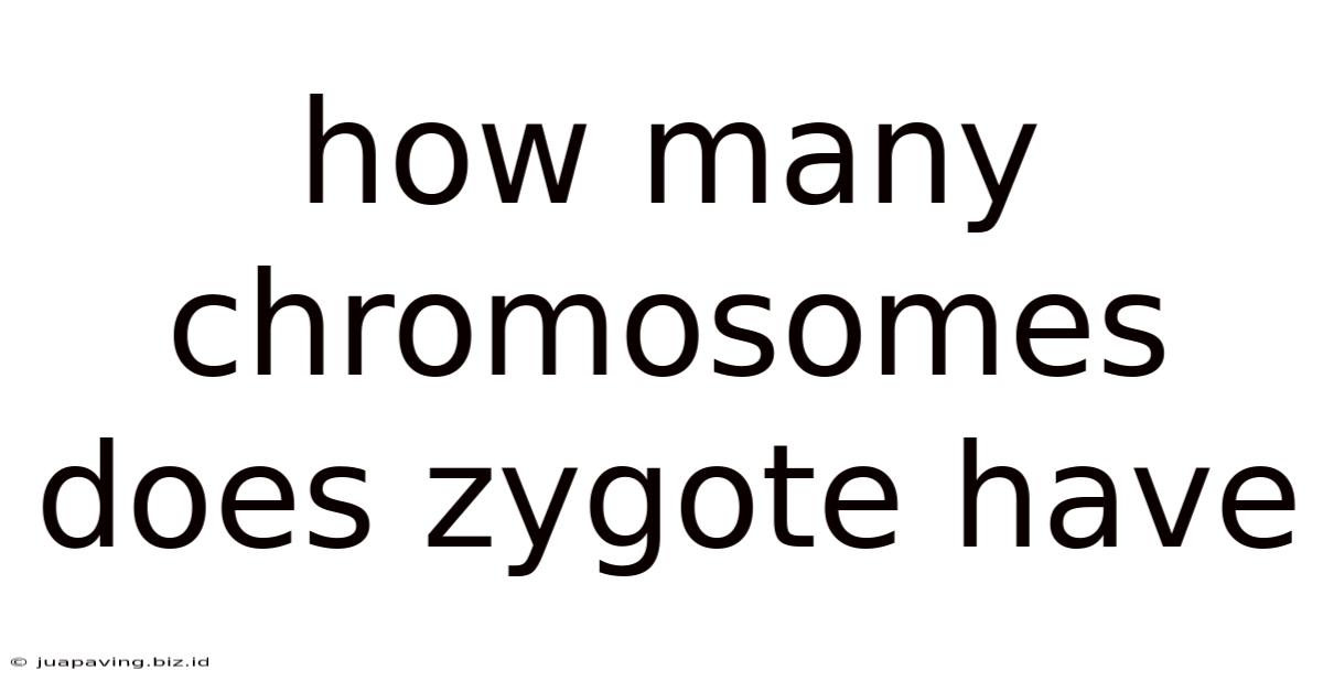 How Many Chromosomes Does Zygote Have