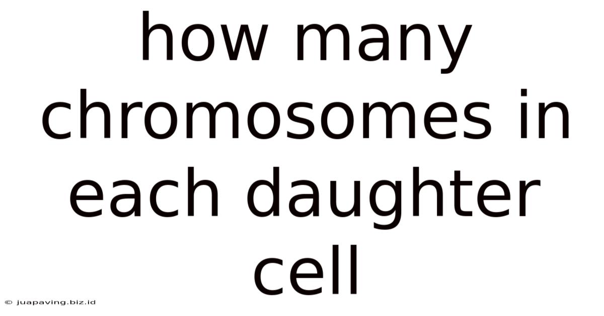 How Many Chromosomes In Each Daughter Cell