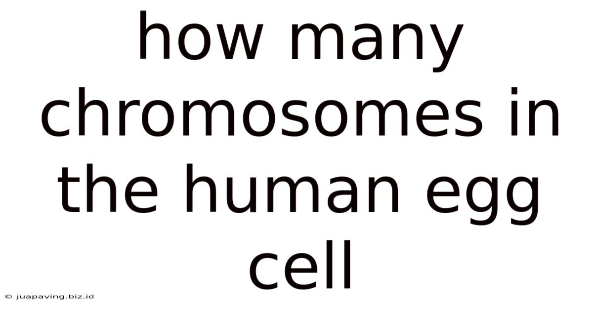 How Many Chromosomes In The Human Egg Cell