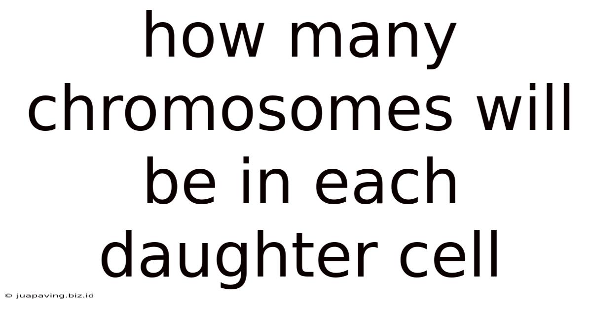 How Many Chromosomes Will Be In Each Daughter Cell