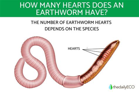 How Many Hearts Do Worms Have