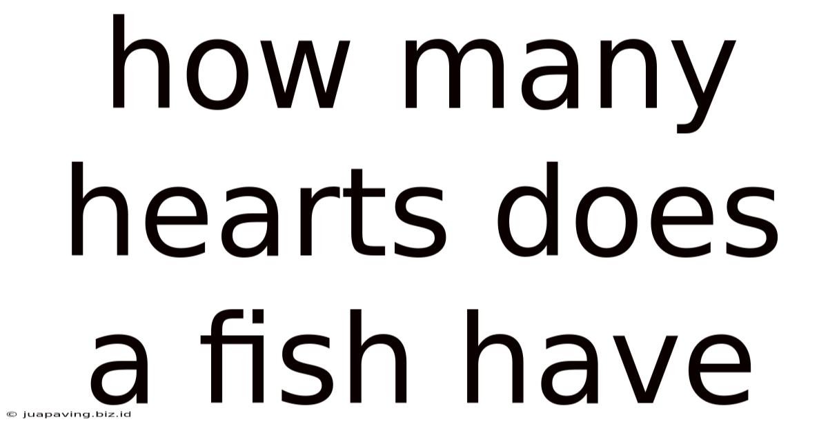 How Many Hearts Does A Fish Have