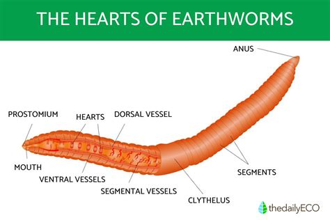 How Many Hearts Does A Worm Have