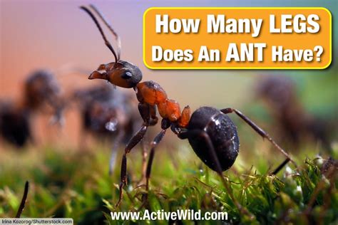 How Many Legs A Ant Have