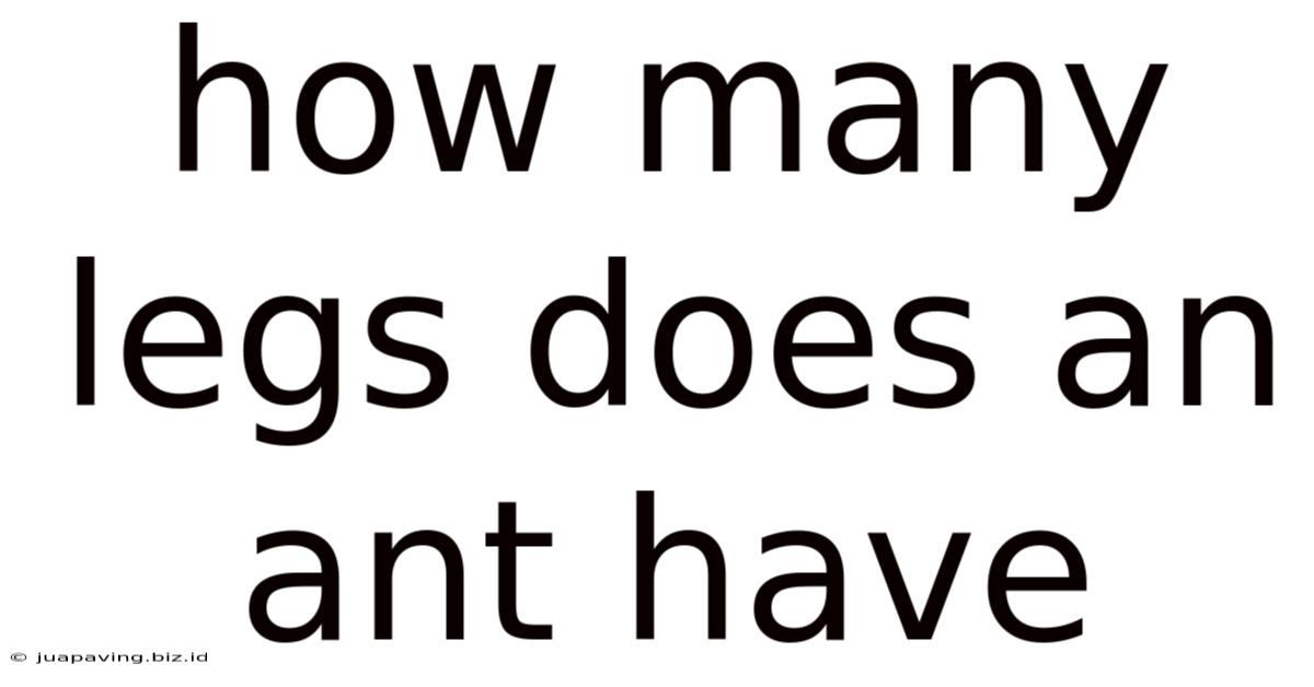 How Many Legs Does An Ant Have