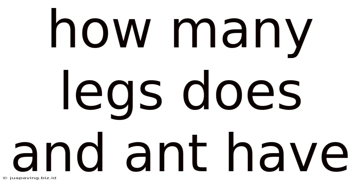 How Many Legs Does And Ant Have