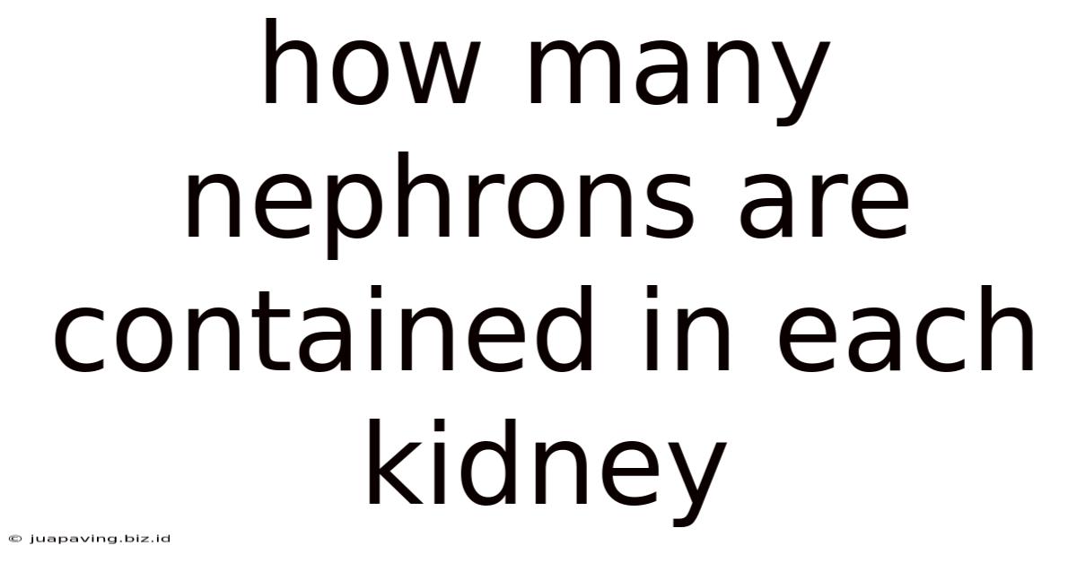 How Many Nephrons Are Contained In Each Kidney