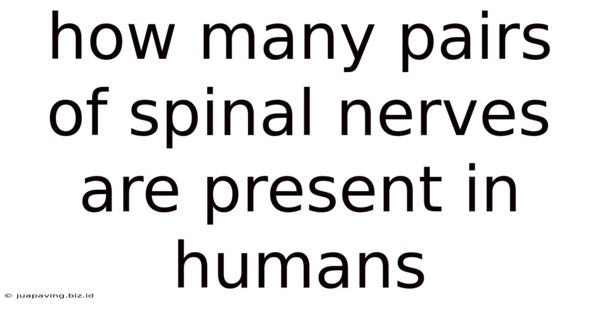 How Many Pairs Of Spinal Nerves Are Present In Humans