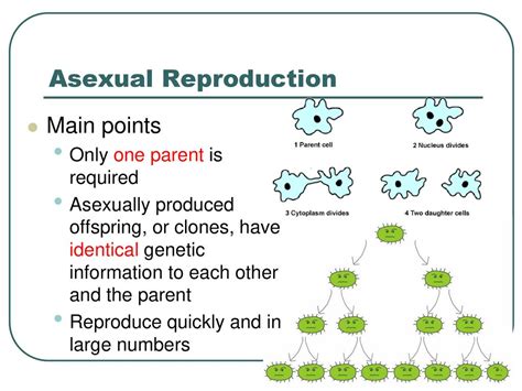 How Many Parents Are Required For Asexual Reproduction