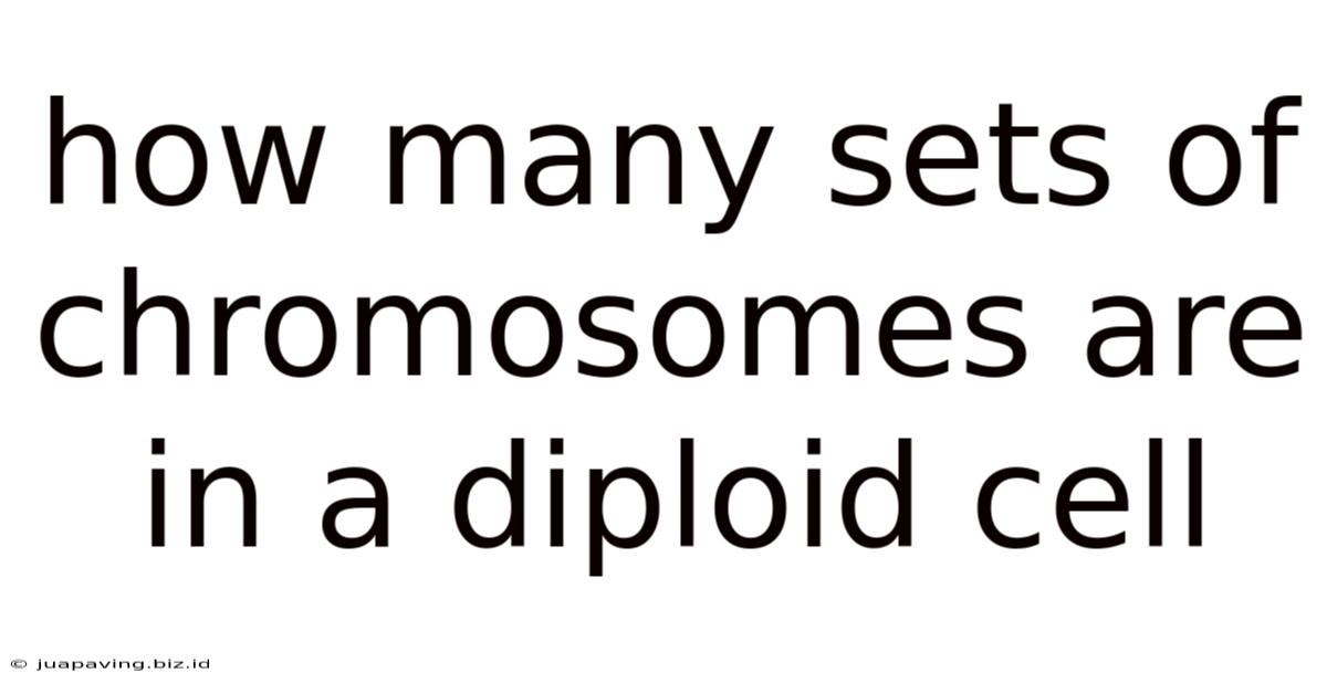 How Many Sets Of Chromosomes Are In A Diploid Cell