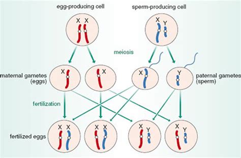 How Many Sex Chromosomes Are In A Human Gamete