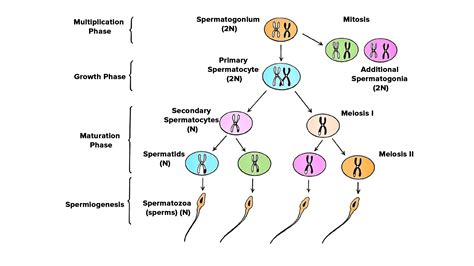 How Many Sperm Cells Form From A Primary Spermatocyte