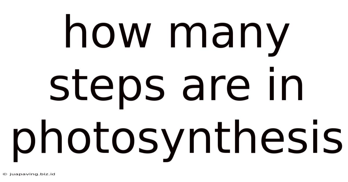 How Many Steps Are In Photosynthesis