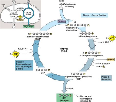 How Many Turns Of Calvin Cycle For One Glucose