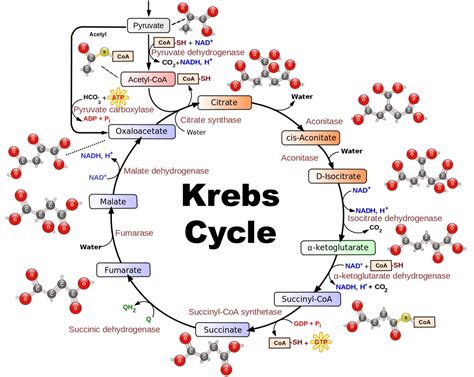 How Many Turns Of The Krebs Cycle Per Glucose