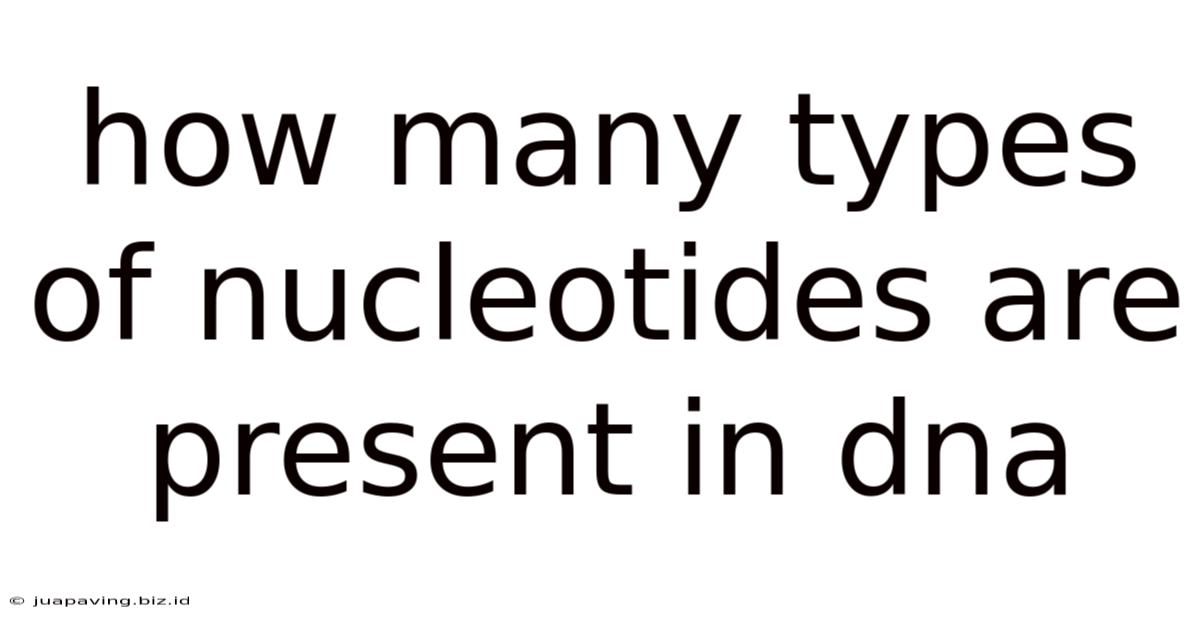 How Many Types Of Nucleotides Are Present In Dna