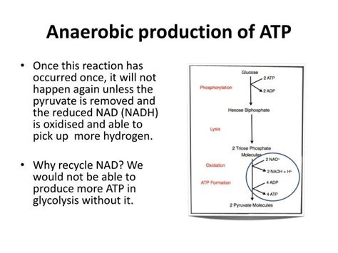 How Much Atp Does Anaerobic Respiration Produce