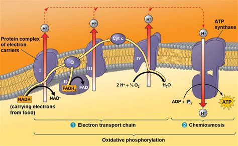 How Much Atp Does The Electron Transport Chain Produce