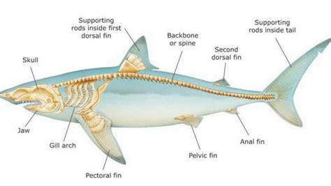 How Much Bones Does A Shark Have