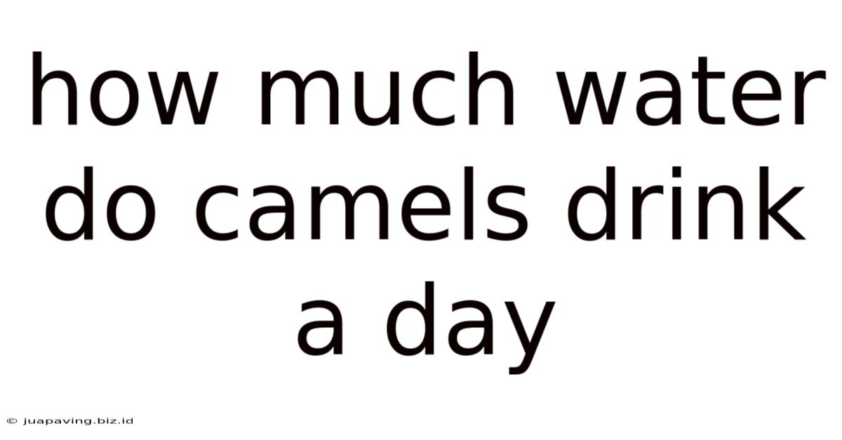 How Much Water Do Camels Drink A Day
