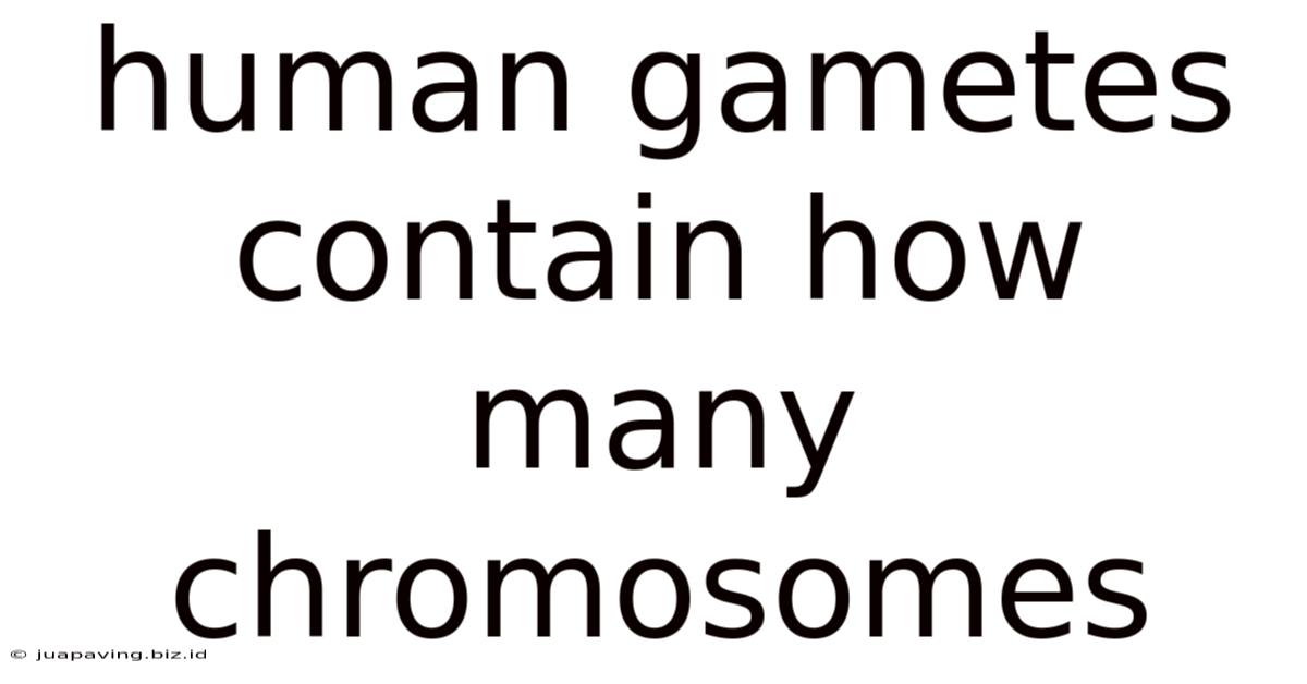 Human Gametes Contain How Many Chromosomes